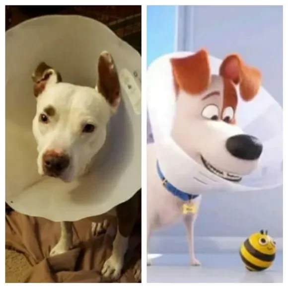 Never Selling! Who Saved Whom?! - Picture 3 of 10